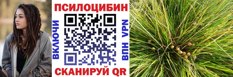 где можно купить наркотик  Ахтубинск  MEGA ТОР  Псилоцибиновые грибы Psilocybine cubensis 